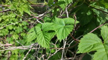 Ağır çekimde sarmaşık yaprakları. yeşil sarmaşık sapları ve yaprakları. Sıçrama. Hedera sarmal yeşil dalgalanma.