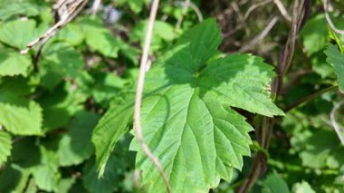 Ağır çekimde sarmaşık yaprakları. yeşil sarmaşık sapları ve yaprakları. Sıçrama. Hedera sarmal yeşil dalgalanma.