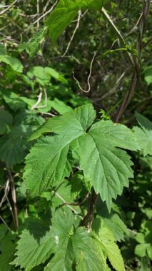 Ağır çekimde sarmaşık yaprakları. yeşil sarmaşık sapları ve yaprakları. Sıçrama. Hedera sarmal yeşil dalgalanma.