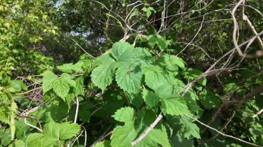 Ağır çekimde sarmaşık yaprakları. yeşil sarmaşık sapları ve yaprakları. Sıçrama. Hedera sarmal yeşil dalgalanma.
