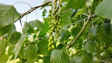 Kavak dalının yavaş çekimleri. Kavak çiçekleri ilkbaharda açar..