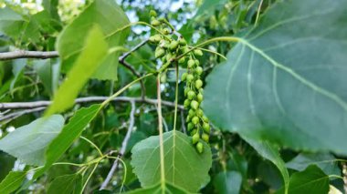 Kavak dalının yavaş çekimleri. Kavak çiçekleri ilkbaharda açar..