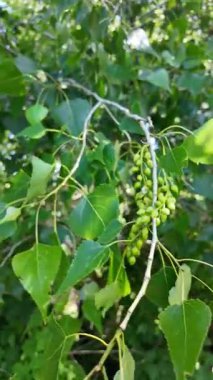 Kavak dalının yavaş çekimleri. Kavak çiçekleri ilkbaharda açar..