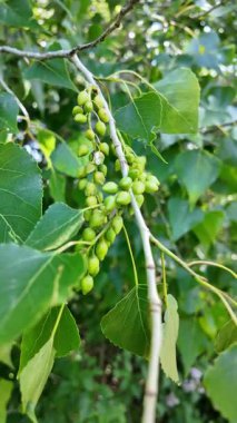 Kavak dalının yavaş çekimleri. Kavak çiçekleri ilkbaharda açar..
