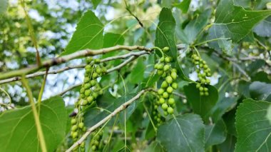 Kavak dalının yavaş çekimleri. Kavak çiçekleri ilkbaharda açar.. 