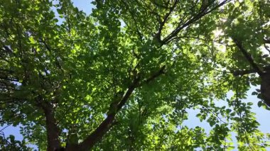 Ağaç tacının içinden ışık huzmeleri geçiyor. Güneş ve ağaç dalları. Yüksek çözünürlüklü yavaş çekim.