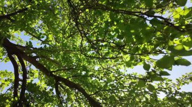 Ağaç tacının içinden ışık huzmeleri geçiyor. Güneş ve ağaç dalları. Yüksek çözünürlüklü yavaş çekim.