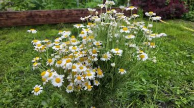 Büyük bir buket beyaz papatya. Beyaz tıbbi papatyalar. Leucanthemum. Asteraceae ailesi. Çiçekli yavaş çekim videosu. Bir buket yaz çiçeğiyle ağır çekim videosu.