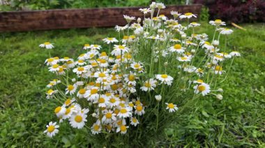 Büyük bir buket beyaz papatya. Beyaz tıbbi papatyalar. Leucanthemum. Asteraceae ailesi. Çiçekli yavaş çekim videosu. Bir buket yaz çiçeğiyle ağır çekim videosu.