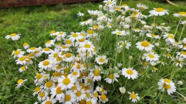 Büyük bir buket beyaz papatya. Beyaz tıbbi papatyalar. Leucanthemum. Asteraceae ailesi. Çiçekli yavaş çekim videosu. Bir buket yaz çiçeğiyle ağır çekim videosu.