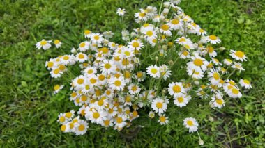 Büyük bir buket beyaz papatya. Beyaz tıbbi papatyalar. Leucanthemum. Asteraceae ailesi. Çiçekli yavaş çekim videosu. Bir buket yaz çiçeğiyle ağır çekim videosu.