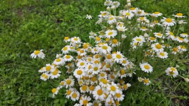 Büyük bir buket beyaz papatya. Beyaz tıbbi papatyalar. Leucanthemum. Asteraceae ailesi. Çiçekli yavaş çekim videosu. Bir buket yaz çiçeğiyle ağır çekim videosu.