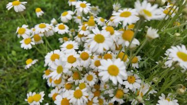 Büyük bir buket beyaz papatya. Beyaz tıbbi papatyalar. Leucanthemum. Asteraceae ailesi. Çiçekli yavaş çekim videosu. Bir buket yaz çiçeğiyle ağır çekim videosu.