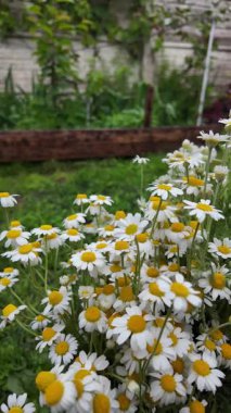 Büyük bir buket beyaz papatya. Beyaz tıbbi papatyalar. Leucanthemum. Asteraceae ailesi. Çiçekli yavaş çekim videosu. Bir buket yaz çiçeğiyle ağır çekim videosu.