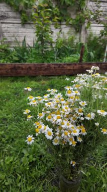 Büyük bir buket beyaz papatya. Beyaz tıbbi papatyalar. Leucanthemum. Asteraceae ailesi. Çiçekli yavaş çekim videosu. Bir buket yaz çiçeğiyle ağır çekim videosu.