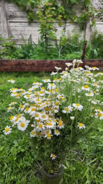 Büyük bir buket beyaz papatya. Beyaz tıbbi papatyalar. Leucanthemum. Asteraceae ailesi. Çiçekli yavaş çekim videosu. Bir buket yaz çiçeğiyle ağır çekim videosu.