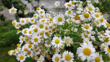 Büyük bir buket beyaz papatya. Beyaz tıbbi papatyalar. Leucanthemum. Asteraceae ailesi. Çiçekli yavaş çekim videosu. Bir buket yaz çiçeğiyle ağır çekim videosu.