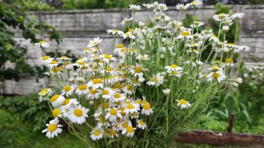 Büyük bir buket beyaz papatya. Beyaz tıbbi papatyalar. Leucanthemum. Asteraceae ailesi. Çiçekli yavaş çekim videosu. Bir buket yaz çiçeğiyle ağır çekim videosu.
