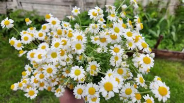 Büyük bir buket beyaz papatya. Beyaz tıbbi papatyalar. Leucanthemum. Asteraceae ailesi. Çiçekli yavaş çekim videosu. Bir buket yaz çiçeğiyle ağır çekim videosu.