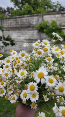 Büyük bir buket beyaz papatya. Beyaz tıbbi papatyalar. Leucanthemum. Asteraceae ailesi. Çiçekli yavaş çekim videosu. Bir buket yaz çiçeğiyle ağır çekim videosu.