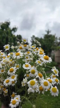 Büyük bir buket beyaz papatya. Beyaz tıbbi papatyalar. Leucanthemum. Asteraceae ailesi. Çiçekli yavaş çekim videosu. Bir buket yaz çiçeğiyle ağır çekim videosu.