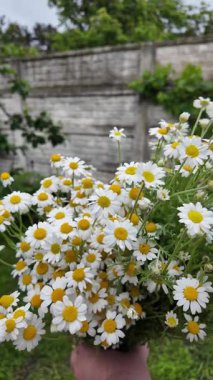 Büyük bir buket beyaz papatya. Beyaz tıbbi papatyalar. Leucanthemum. Asteraceae ailesi. Çiçekli yavaş çekim videosu. Bir buket yaz çiçeğiyle ağır çekim videosu.