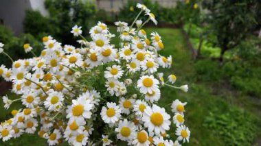 Büyük bir buket beyaz papatya. Beyaz tıbbi papatyalar. Leucanthemum. Asteraceae ailesi. Çiçekli yavaş çekim videosu. Bir buket yaz çiçeğiyle ağır çekim videosu.