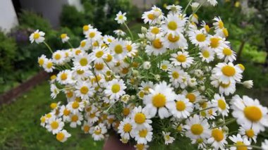 Büyük bir buket beyaz papatya. Beyaz tıbbi papatyalar. Leucanthemum. Asteraceae ailesi. Çiçekli yavaş çekim videosu. Bir buket yaz çiçeğiyle ağır çekim videosu.
