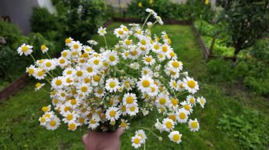 Büyük bir buket beyaz papatya. Beyaz tıbbi papatyalar. Leucanthemum. Asteraceae ailesi. Çiçekli yavaş çekim videosu. Bir buket yaz çiçeğiyle ağır çekim videosu.