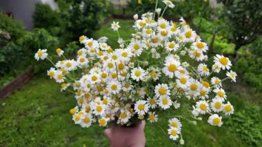 Büyük bir buket beyaz papatya. Beyaz tıbbi papatyalar. Leucanthemum. Asteraceae ailesi. Çiçekli yavaş çekim videosu. Bir buket yaz çiçeğiyle ağır çekim videosu.