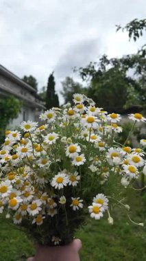 Büyük bir buket beyaz papatya. Beyaz tıbbi papatyalar. Leucanthemum. Asteraceae ailesi. Çiçekli yavaş çekim videosu. Bir buket yaz çiçeğiyle ağır çekim videosu.