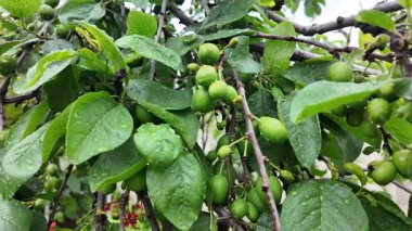 Olgunlaşmamış yeşil büyük meyveli vişneli erik dalı. Olgunlaşmamış erik bir ağacın dalında