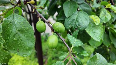 Olgunlaşmamış yeşil büyük meyveli vişneli erik dalı. Olgunlaşmamış erik bir ağacın dalında