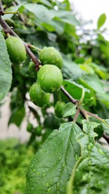 Olgunlaşmamış yeşil büyük meyveli vişneli erik dalı. Olgunlaşmamış erik bir ağacın dalında