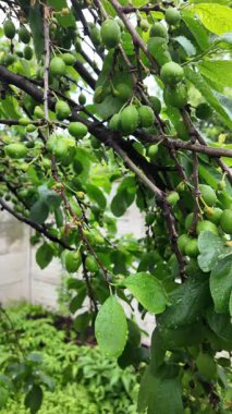 Olgunlaşmamış yeşil büyük meyveli vişneli erik dalı. Olgunlaşmamış erik bir ağacın dalında