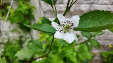 Böğürtlen çiçekleri yavaş çekim videosu. Bahçedeki böğürtlen çiçeği. Baharda böğürtlen çiçekleri, narin güzelliklerini ve gelecekteki meyvelerini göstererek nazikçe açar..