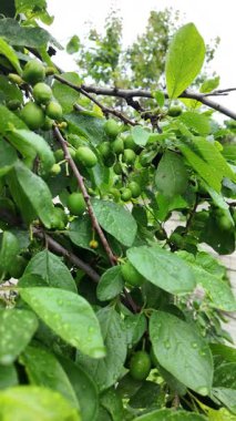 Olgunlaşmamış yeşil büyük meyveli vişneli erik dalı. Olgunlaşmamış erik bir ağacın dalında