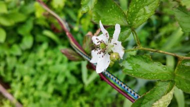 Böğürtlen çiçekleri yavaş çekim videosu. Bahçedeki böğürtlen çiçeği. Baharda böğürtlen çiçekleri, narin güzelliklerini ve gelecekteki meyvelerini göstererek nazikçe açar..