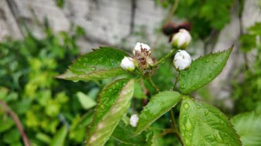 Böğürtlen çiçekleri yavaş çekim videosu. Bahçedeki böğürtlen çiçeği. Baharda böğürtlen çiçekleri, narin güzelliklerini ve gelecekteki meyvelerini göstererek nazikçe açar..
