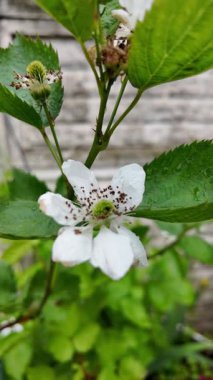 Böğürtlen çiçekleri yavaş çekim videosu. Bahçedeki böğürtlen çiçeği. Baharda böğürtlen çiçekleri, narin güzelliklerini ve gelecekteki meyvelerini göstererek nazikçe açar..