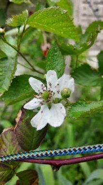 Böğürtlen çiçekleri yavaş çekim videosu. Bahçedeki böğürtlen çiçeği. Baharda böğürtlen çiçekleri, narin güzelliklerini ve gelecekteki meyvelerini göstererek nazikçe açar..