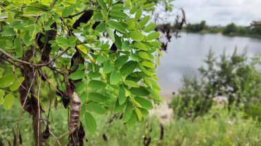 Akasya 'nın genç yaprakları yavaş çekim videosu. Acacia 'nın yeşil yaprakları, tırmanan boynuz. Bahçedeki güzel eğreltiotu yaprakları, rüzgarda sallanıyor