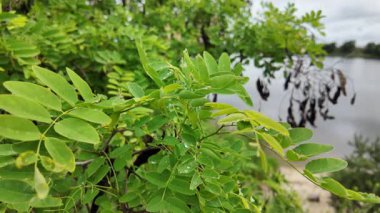 Akasya 'nın genç yaprakları yavaş çekim videosu. Acacia 'nın yeşil yaprakları, tırmanan boynuz. Bahçedeki güzel eğreltiotu yaprakları, rüzgarda sallanıyor