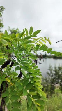 Akasya 'nın genç yaprakları yavaş çekim videosu. Acacia 'nın yeşil yaprakları, tırmanan boynuz. Bahçedeki güzel eğreltiotu yaprakları, rüzgarda sallanıyor