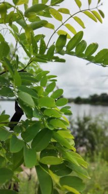 Akasya 'nın genç yaprakları yavaş çekim videosu. Acacia 'nın yeşil yaprakları, tırmanan boynuz. Bahçedeki güzel eğreltiotu yaprakları, rüzgarda sallanıyor