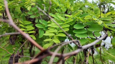 Akasya 'nın genç yaprakları yavaş çekim videosu. Acacia 'nın yeşil yaprakları, tırmanan boynuz. Bahçedeki güzel eğreltiotu yaprakları, rüzgarda sallanıyor