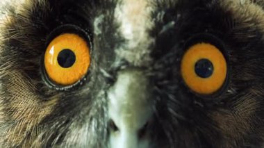 Baykuş gözleri yakın plan. Kuş gözlerini yakın çekimde kırpıyor. Avrupa baykuşunun portresi. Baykuş göz kırpar ve ağzını açar. Stüdyo. Avrasya Kartalı Baykuşu yavaş çekimde göz kırpıyor.