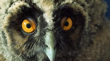 Baykuş gözleri yakın plan. Kuş gözlerini yakın çekimde kırpıyor. Avrupa baykuşunun portresi. Baykuş göz kırpar ve ağzını açar. Stüdyo. Avrasya Kartalı Baykuşu yavaş çekimde göz kırpıyor.