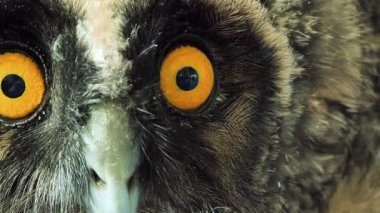 Baykuş gözleri yakın plan. Kuş gözlerini yakın çekimde kırpıyor. Avrupa baykuşunun portresi. Baykuş göz kırpar ve ağzını açar. Stüdyo. Avrasya Kartalı Baykuşu yavaş çekimde göz kırpıyor.