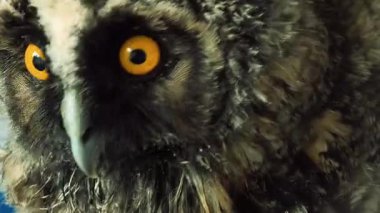Baykuş gözleri yakın plan. Kuş gözlerini yakın çekimde kırpıyor. Avrupa baykuşunun portresi. Baykuş göz kırpar ve ağzını açar. Stüdyo. Avrasya Kartalı Baykuşu yavaş çekimde göz kırpıyor.